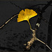 Gingko Variation V