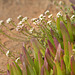 Carpobrotus edulis, Thymus capitellatus, Guincho