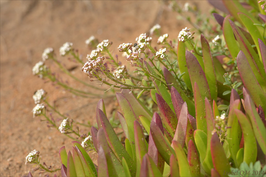 Carpobrotus edulis, Thymus capitellatus, Guincho