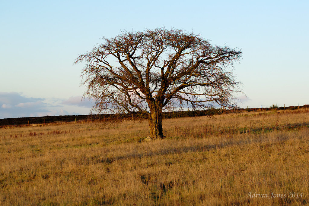 Ancient tree