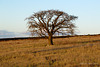 Ancient tree
