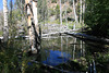 Beaver pond