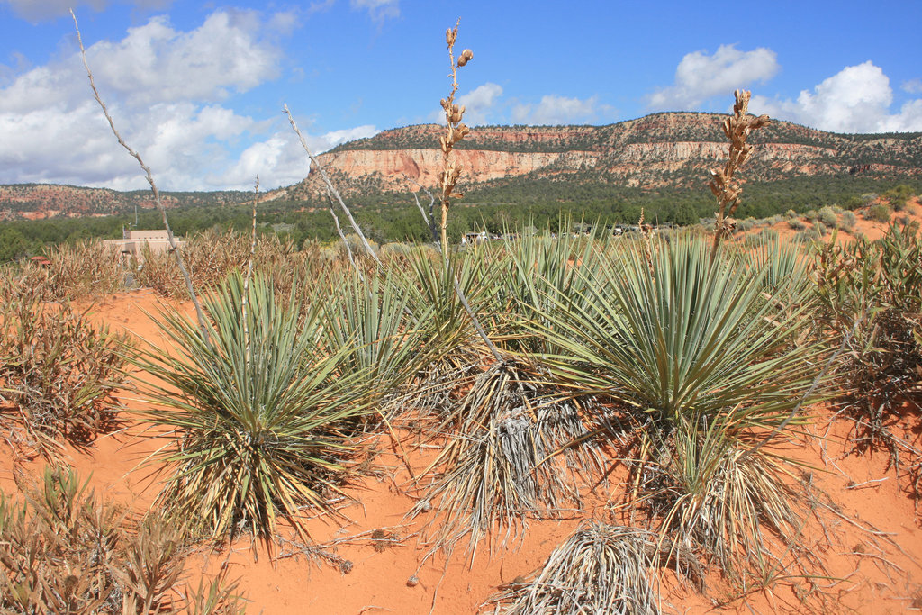 Kanab Yucca