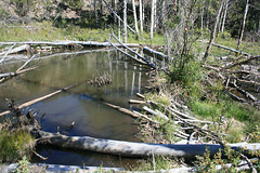 Beaver dam