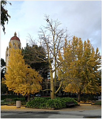 Stanford premises