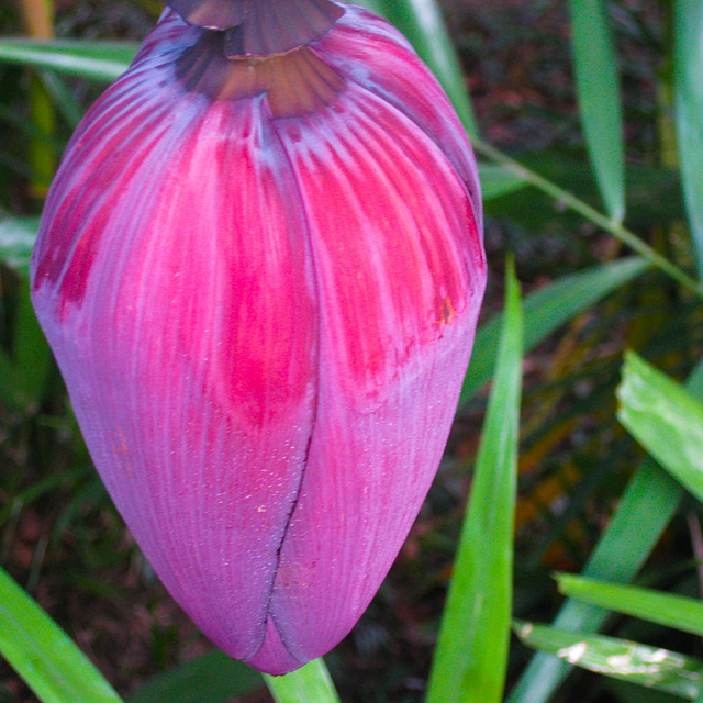 Flor del plátano