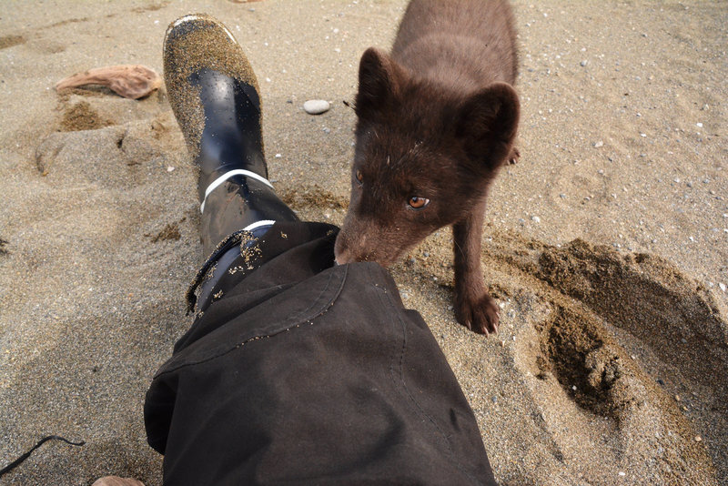 Curious wild Arctic Fox...no crop