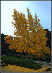 Yellow Tree