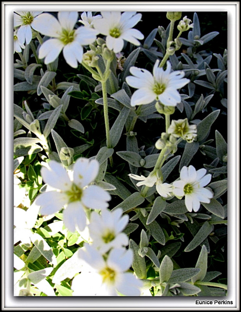 Petals Of White