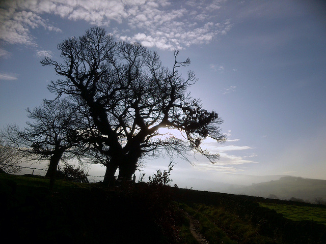 Country walk into the sun