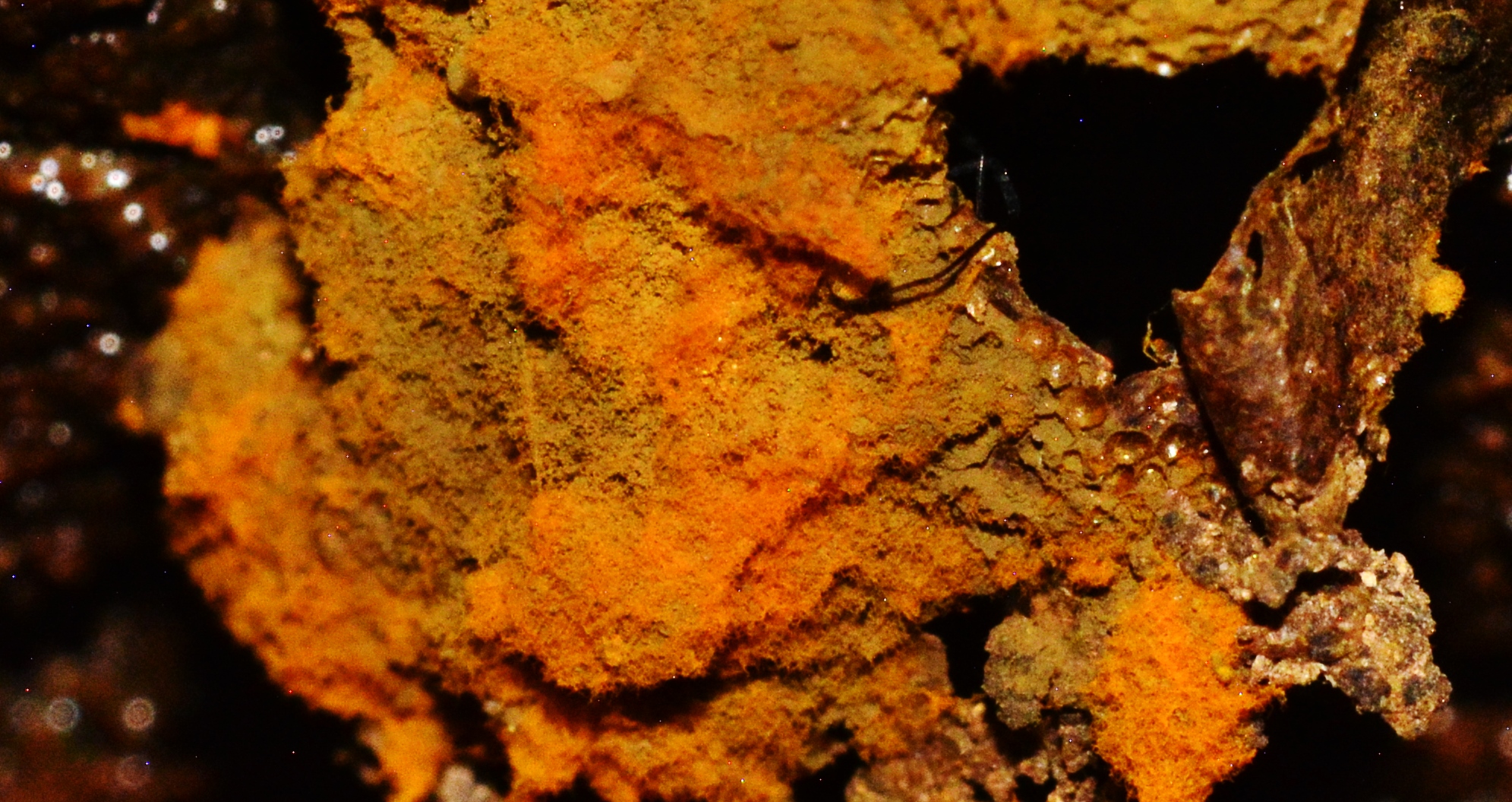 Slime Mould