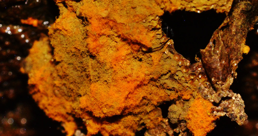 Slime Mould