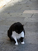 lazy cat