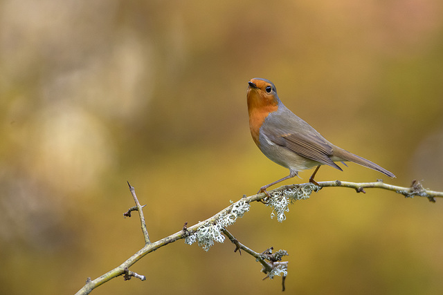 Rouge gorge