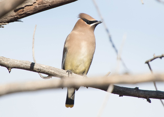 Cedar Waxwing