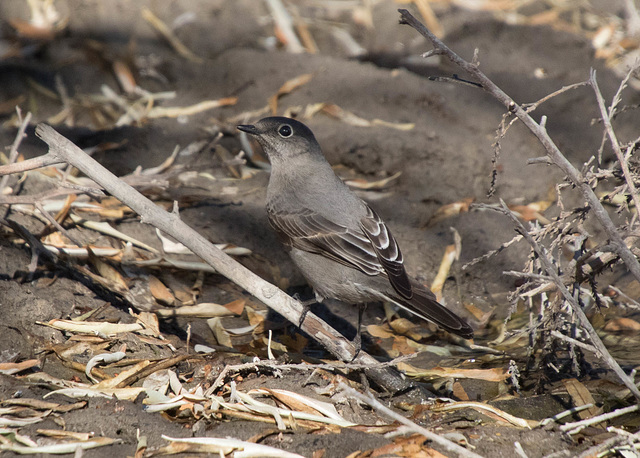 Townsend's Solitaire