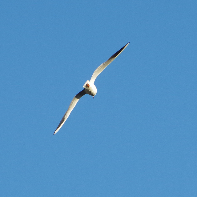 Parc des oiseaux