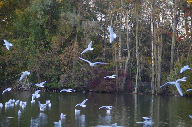 Parc des oiseaux