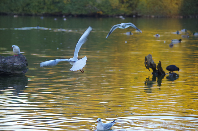 Parc des oiseaux