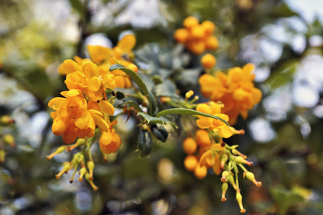 Orange Coloured Blossoms – San Francisco Botanical Garden, Golden Gate Park, San Francisco, California