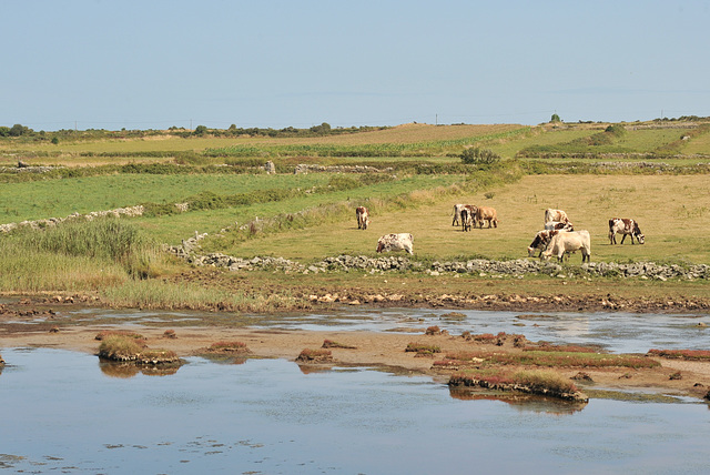 Prés salés à Goury