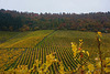 Iphöfer Julius-Echter-Berg - Vineyards