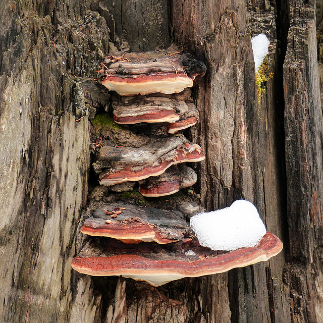 A natural snow catcher