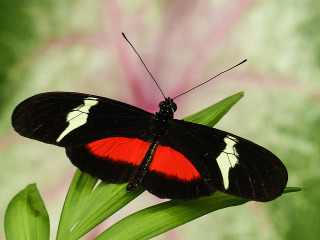 Mexican Longwing / Heliconius hortense Mexican Longwing / Heliconius hortense