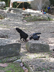 Les poules d'Angkor