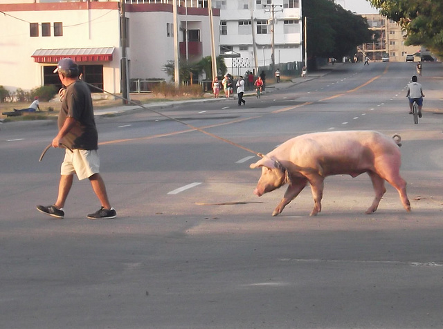 Un homme et son cochon ou un cochon et son homme .....Recadrage