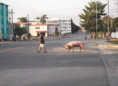 Un homme et son cochon ou un cochon et son homme....