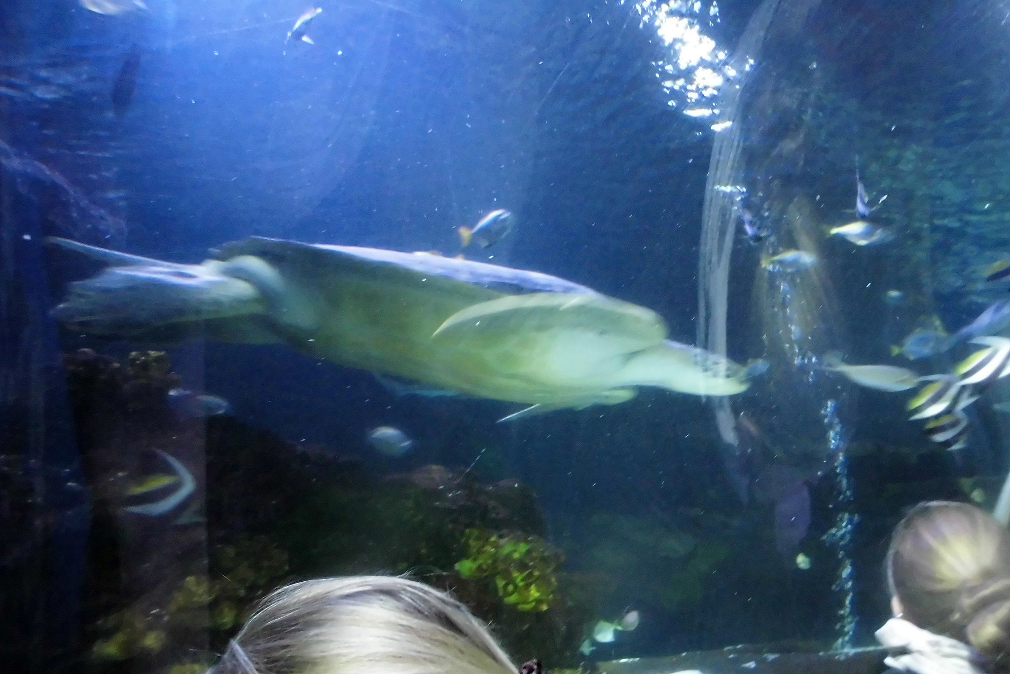 Sealife (3)