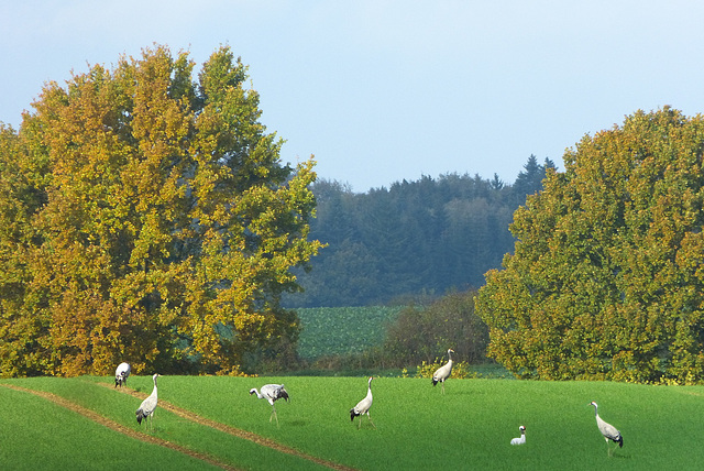 Auftanken vor einem langen Flug in den Süden