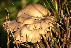 Médusé par le champignon