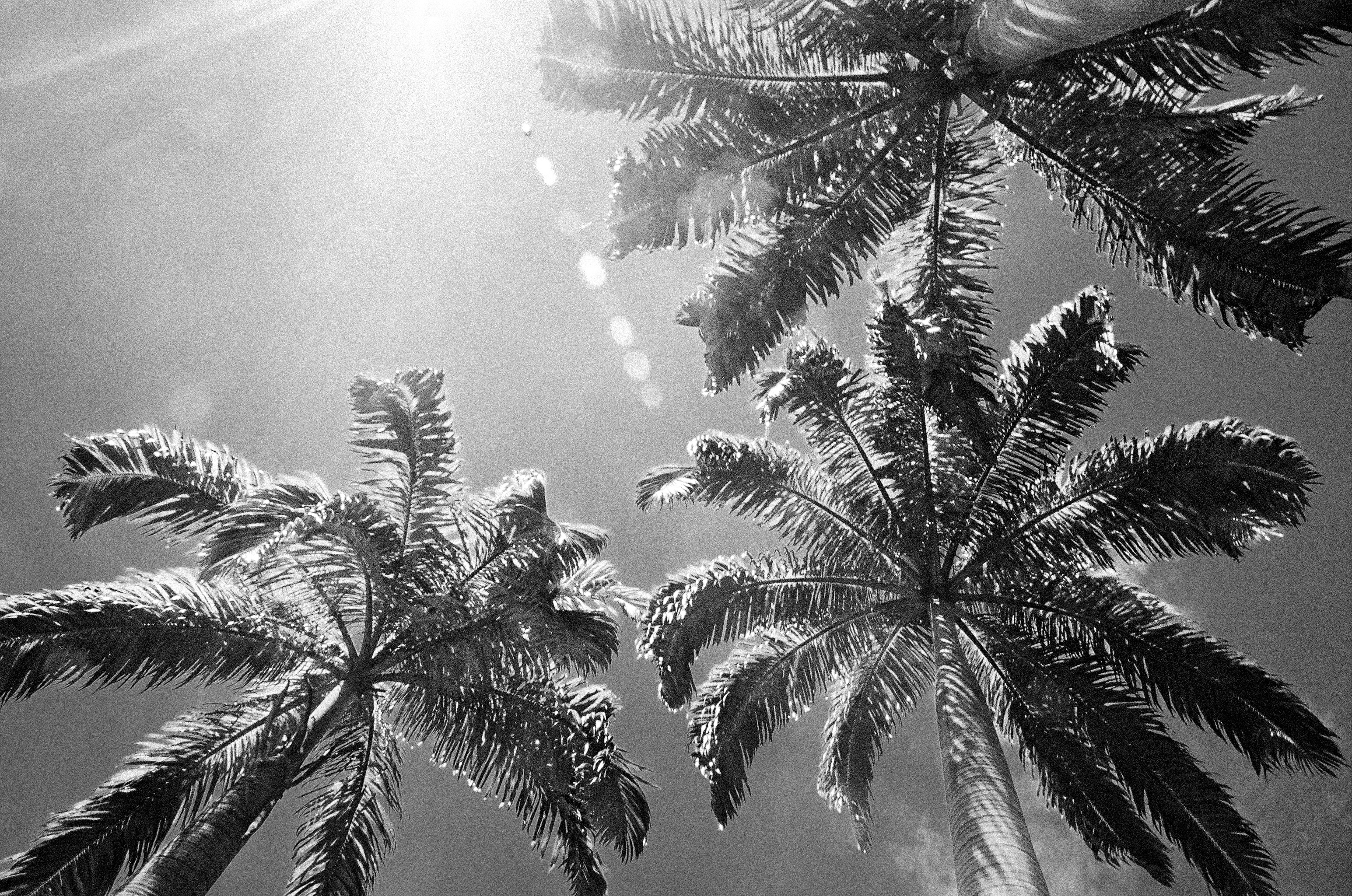 Palms of Kinabalu