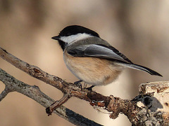 You can always count on a Black-capped Chickadee