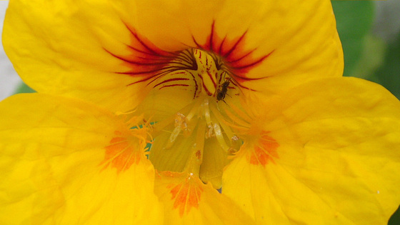 Little ant wending its way around the nasturtium