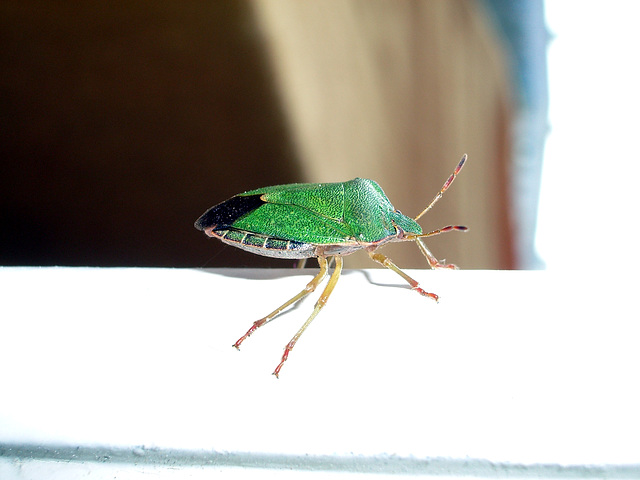 A member of the Heteroptera family