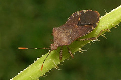 Anasa Squash Bug