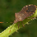 Anasa Squash Bug