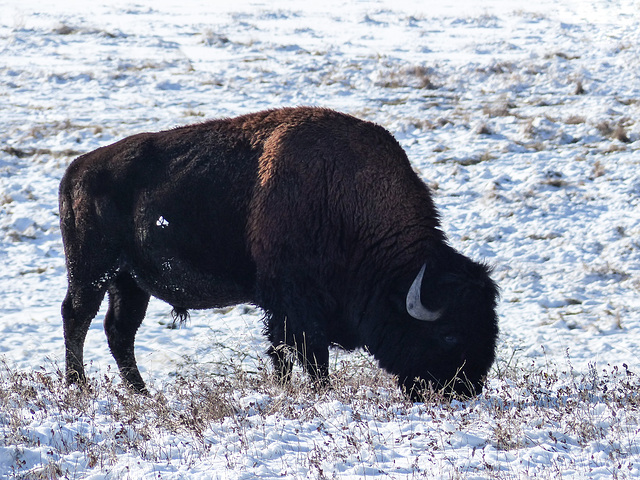 Bison in winter