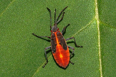 Eastern Boxelder Bug Nymph