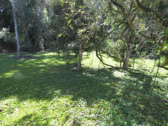 Marais sur l'île du Neak Pean.