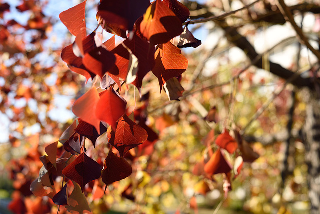 Chinese tallow tree_3