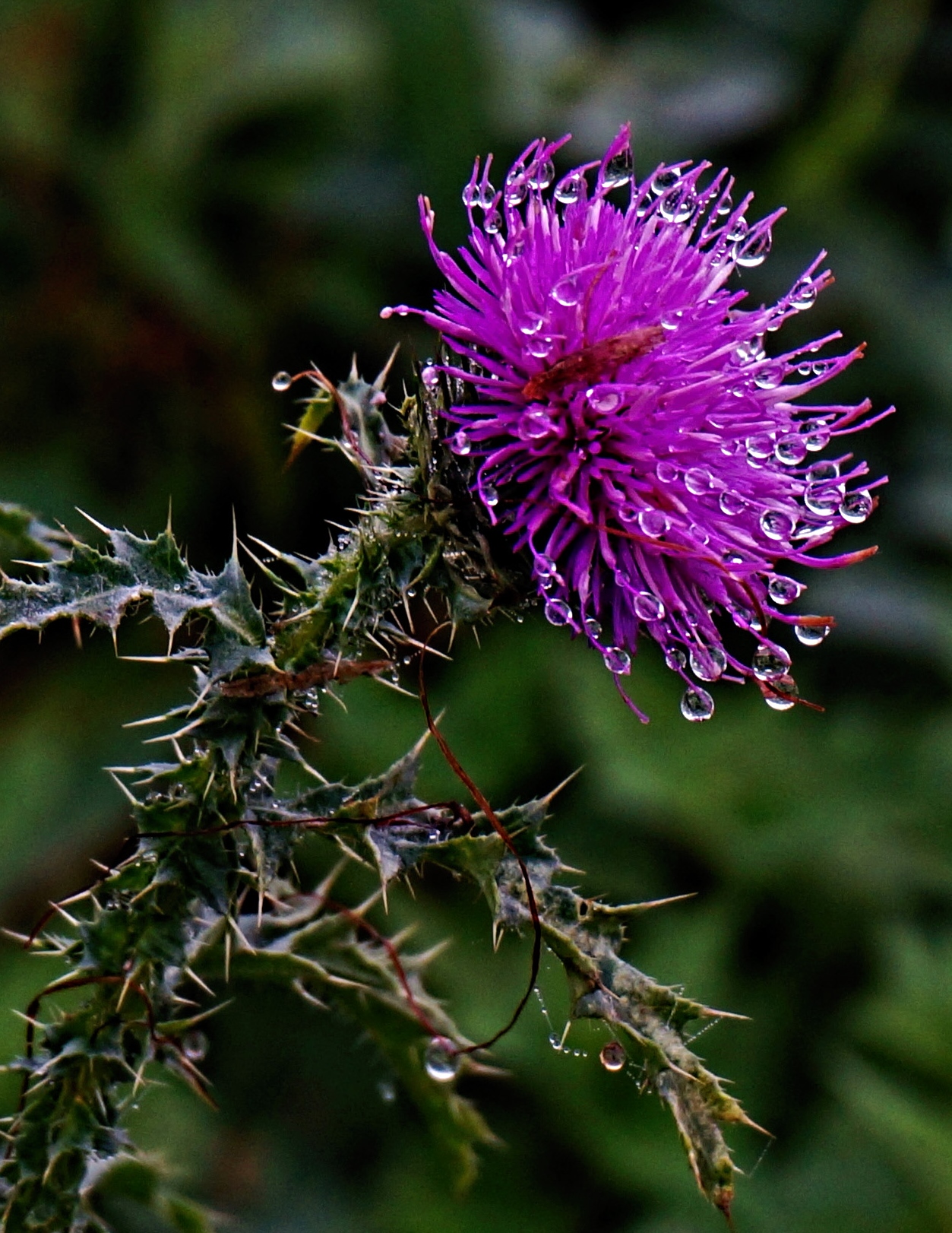 Wegdistel - Carduus acanthoides