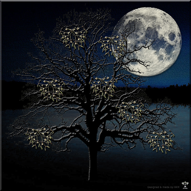 The Mistletoe Tree Moonlight