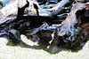 Sealife (13)