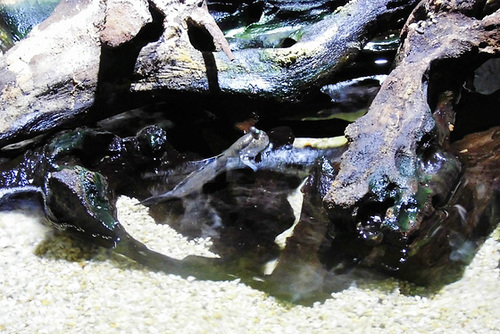 Sealife (13)