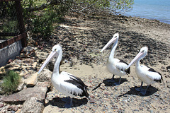 Pelicans waiting patiently