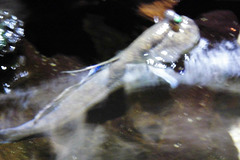 Sealife (15)